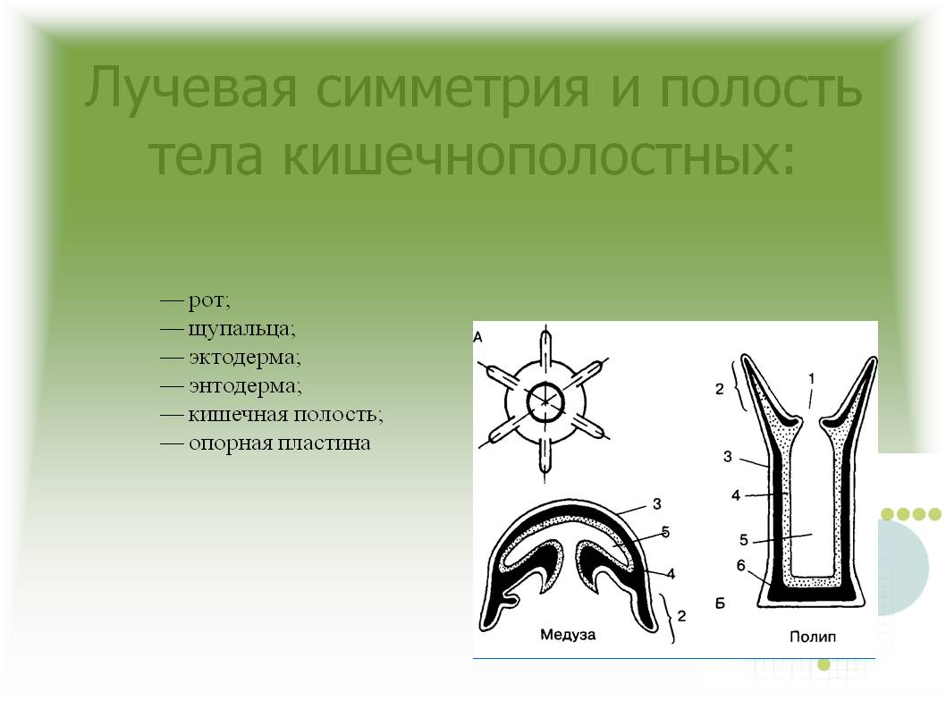 Кракен рабочая ссылка на официальный магазин